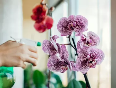 Поливане на орхидеята - ето как е правилно да се прави