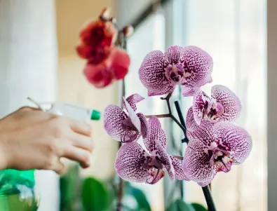 Ако забележите ТОВА - значи има проблем с орхидеята