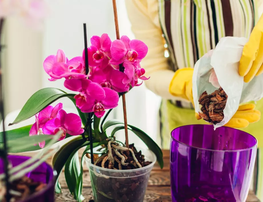 Жена започна да слага шепа ОРИЗ в орхидеята, няма да повярвате какво се случва