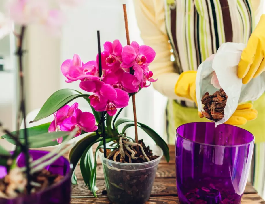 Кога не е добре да отглеждате орхидея в дома си и какво още трябва да знаете за нея?