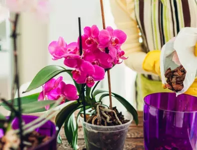 Орхидеите, които са най-лесни за отглеждане