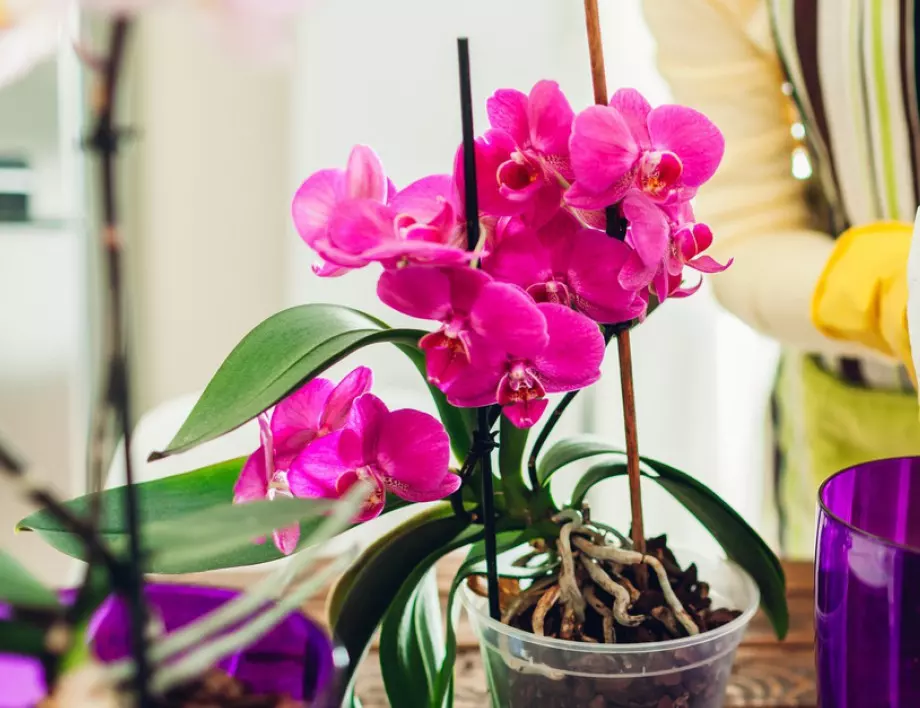 Видове орхидеи, които се гледат много ЛЕСНО