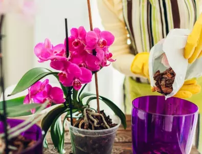 Няколко малки тайни за правилно поливане на орхидеите