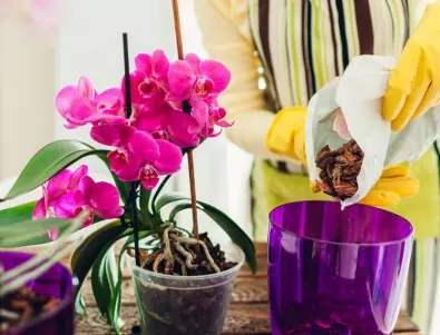 Добри съвети за отглеждане на орхидея у дома