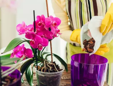 Грешки при отглеждане на орхидеи: НЕ ги допускайте
