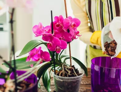 Орхидея през зимните месеци: Подходяща грижа за растението