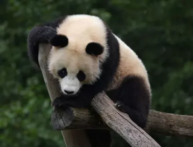 Учени разгадаха тайната на окраската на пандата 