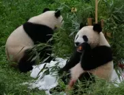Две панди се връщат от Шотландия в Китай