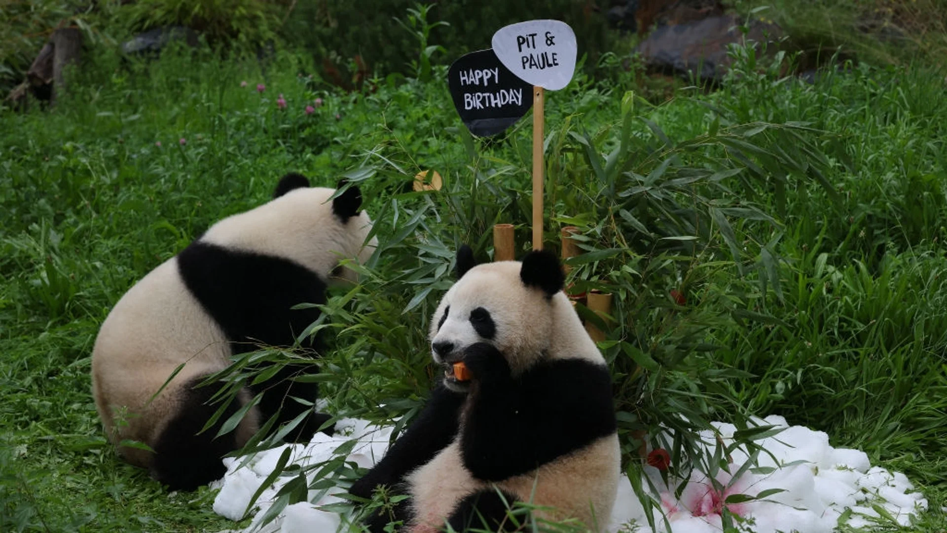 Две панди се връщат от Шотландия в Китай