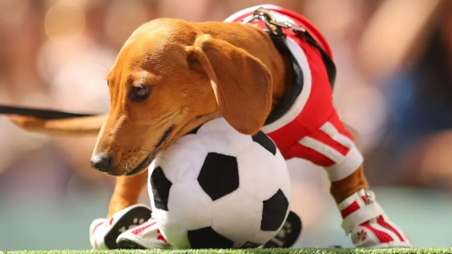 Куриоз: Улично куче вкара майсторски гол по време на мач в Чили (ВИДЕО)
