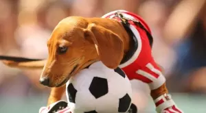 Спортът и мачовете по ТВ: Какво да гледаме днес (28.10)