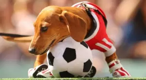 {{ otherArticle[0].article.title }}