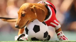 {{ otherArticle[0].article.title }}