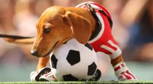 2021/09/06/0000684001630934340