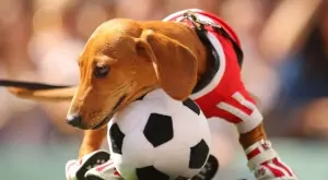 Футболът по телевизията днес (22 май, неделя)