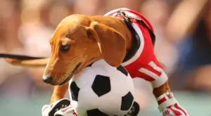 2021/09/06/0000684001630934340