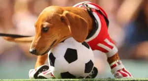 Спортът и футболните мачове по ТВ: Програмата за 17 август (сряда)