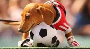 Мачовете по телевизията днес (07 октомври, събота)