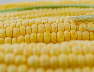 Какво ще се случи с вас, ако редовно консумирате царевица – 5 ползи, за които всеки трябва да знае