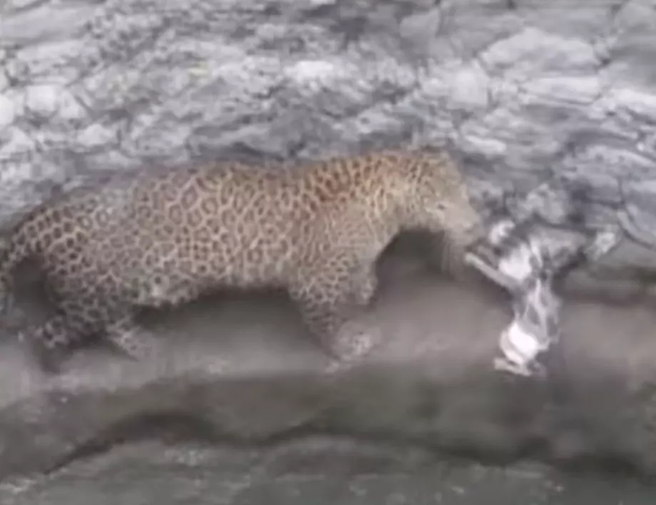 Видео, в което котка се бие с леопард, стана хит в мрежата