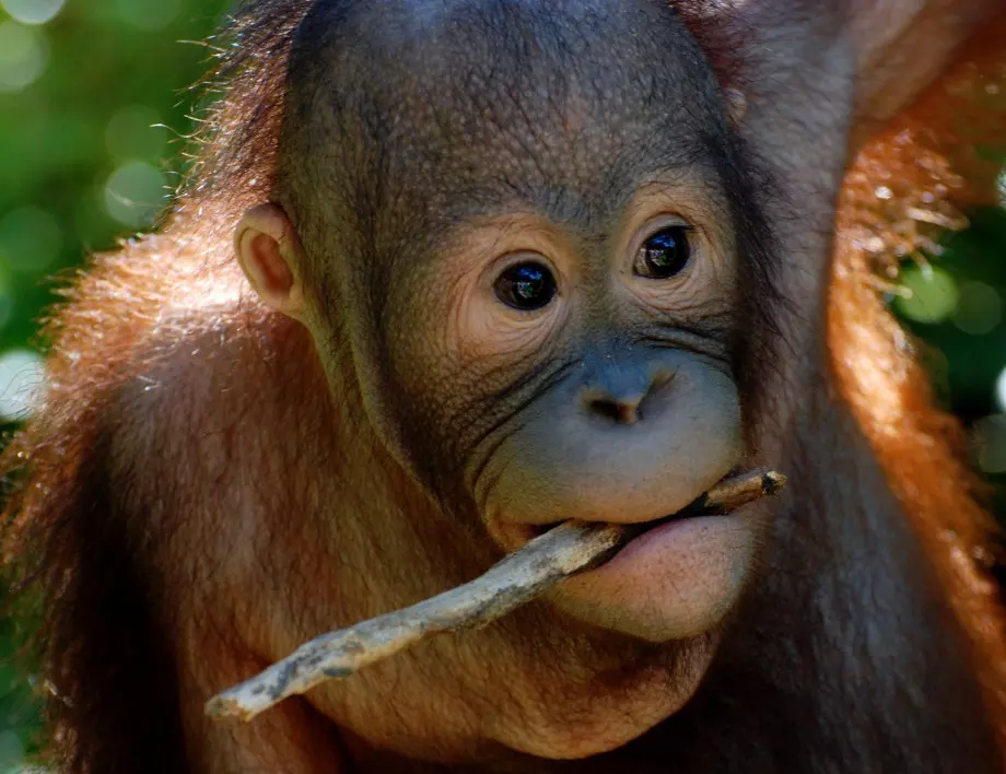 В Малайзия тестваха орангутани за COVID-19 