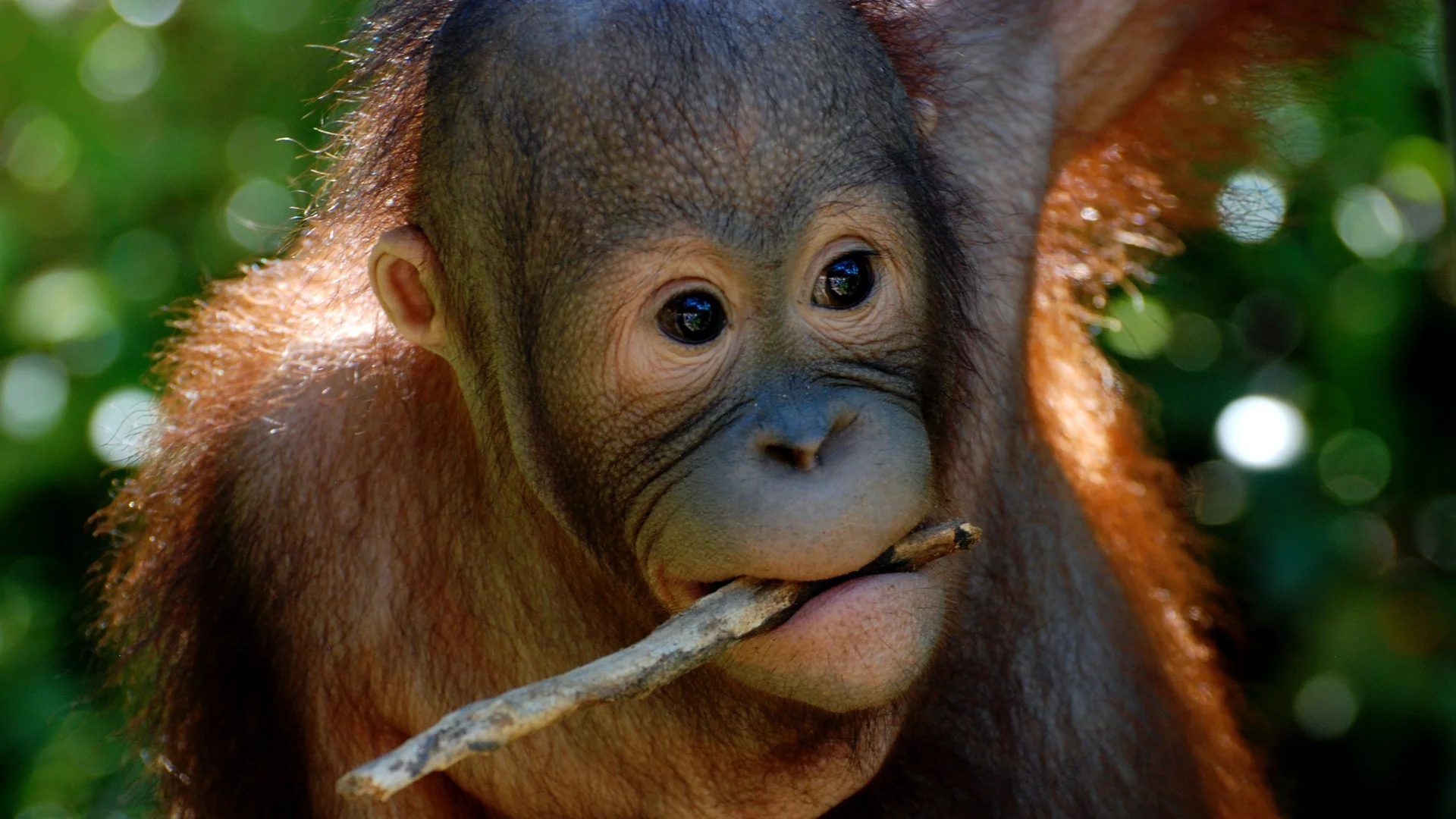 Малайзия включва орангутани в дипломацията си