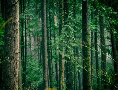 Агенция по горите: Незаконната масова сеч на иглолистните гори се разрешава от общините