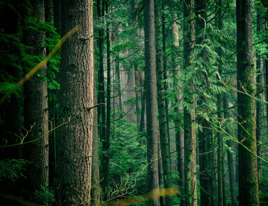 "За да остане природа в България": Не замитайте проблемите на горите под килима