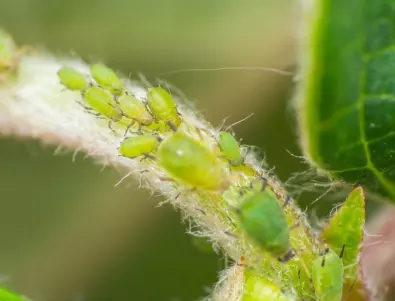 Бурна инвазия на листни въшки в цяла Европа 