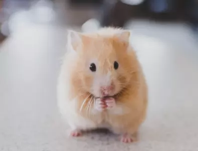 Европарламентът иска спиране на използването на животни при научни изследвания 