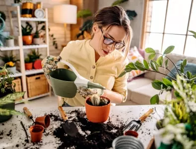 Съвети за начинаещи градинари: Как да се грижите за стайните растения?