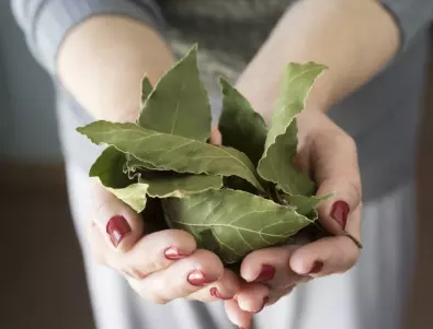 Магията на дафиновия лист: Рецепти с билката за различни здравословни проблеми