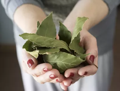 11 заболявания, които дафиновият лист лекува
