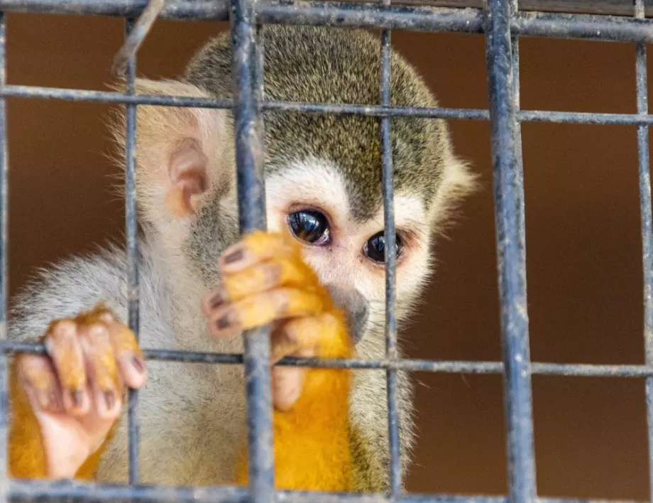 Компанията Neuralink на Мъск се оправда за убити маймуни