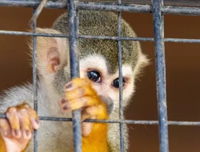 Заловиха пратка с маймуни от Конго