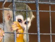 Проучване: Малките маймуни също си правят шеги