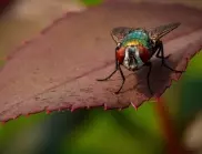 Луковата муха ще изчезне от градината ви, ако направите това 