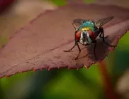 Как да предпазим чесъна от едноименната муха