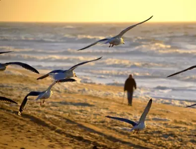 Масова гибел на птици на Крим, учените недоумяват за причините