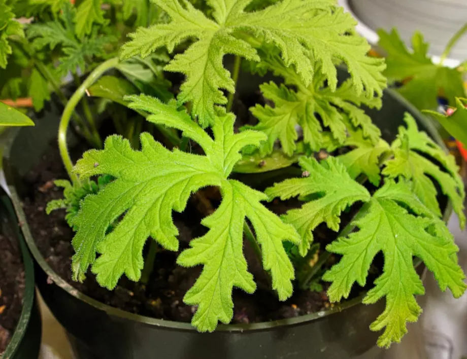 Градинските растения, които издържат и на най-суровите условия