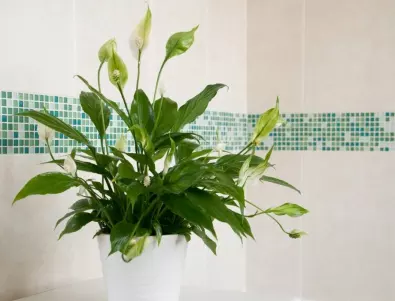 Подходящи растения за вашата баня: ТАМ е перфектното място за тях