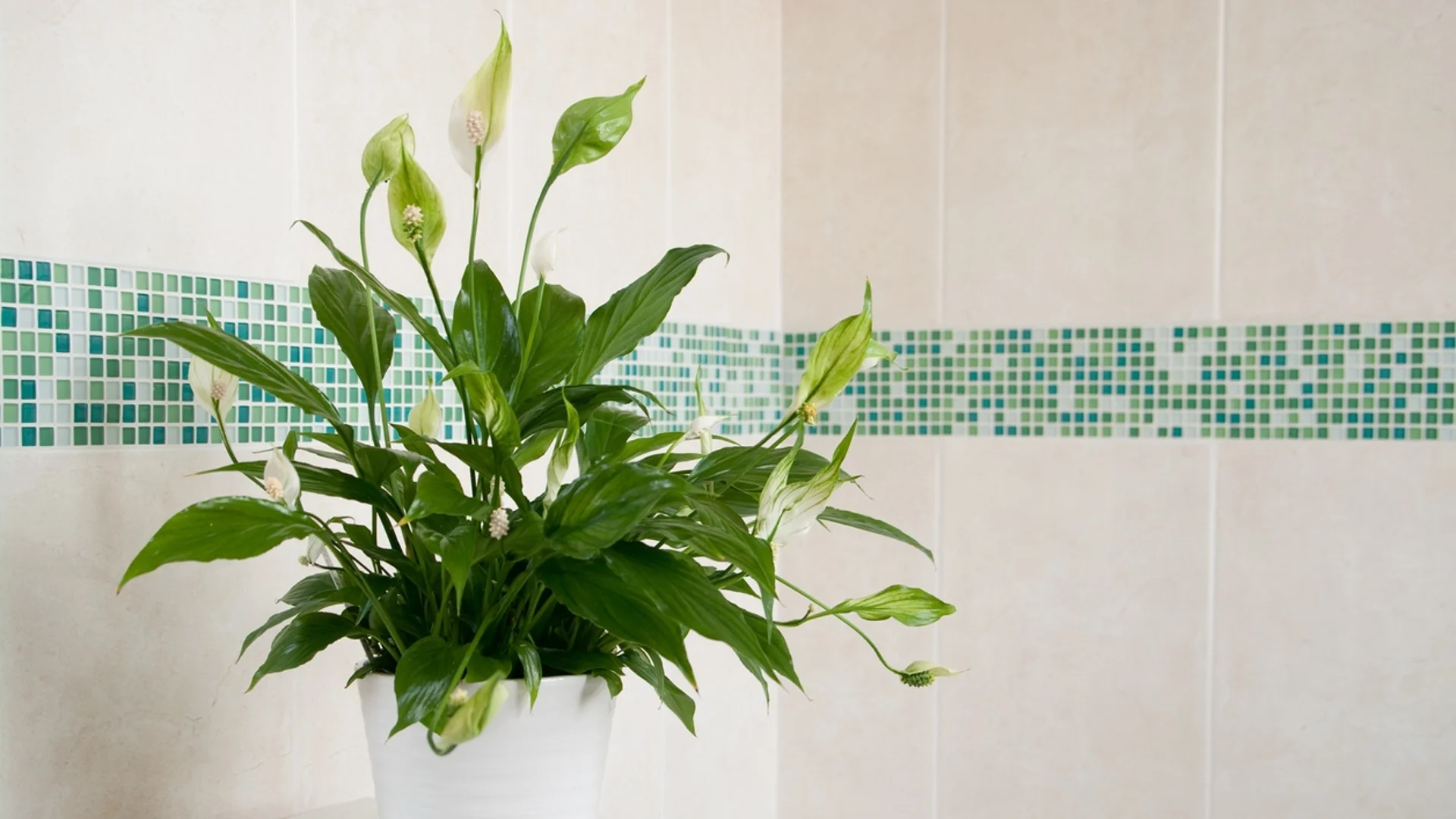Растения за вашата баня: ТАМ ще се чувстват много добре!