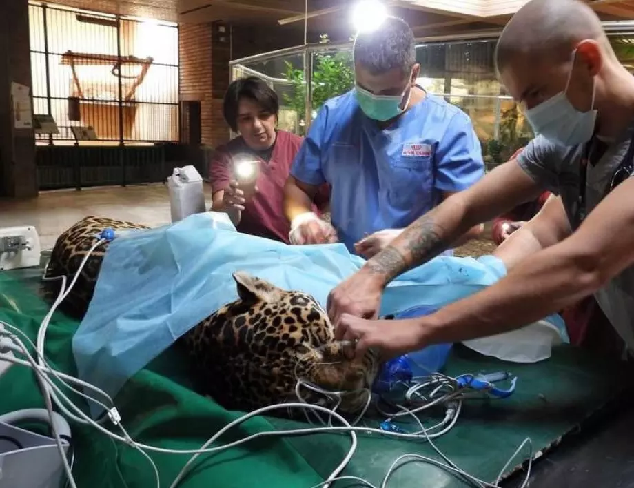 Женският ягуар Крейзи от столичния зоопарк е в добро състояние след хирургическа интервенция