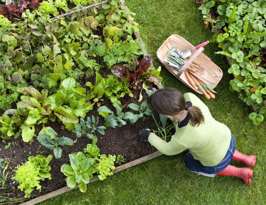 3 неща, които задължително трябва да направите в градината през април