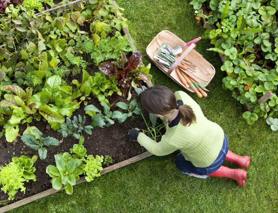 Градинар: Краставиците подхранвам на 10 дни, доматите – на 15 и добивът ми скочи двойно