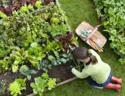 Поръсете почвата с това и ще защитите градината си от тези 4 вредителя