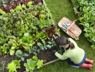 Спасете увяхващите зеленчуци в градината с този прост трик