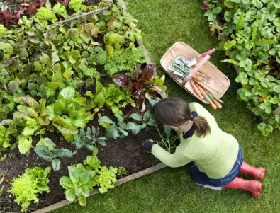 ТОП 5 органичен мулч за вашата успешна градина