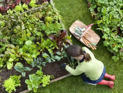Използването на суроватка в градинарството - какво трябва да знае всеки градинар