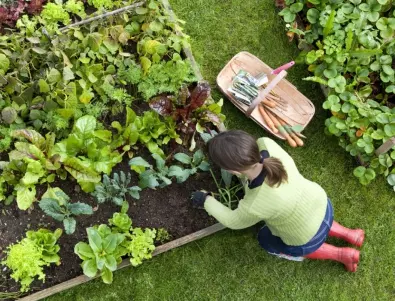 Вредители в градината: Най-добрата превенция и контрол